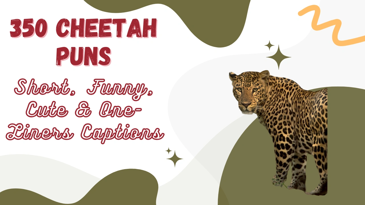 Cheetah Puns