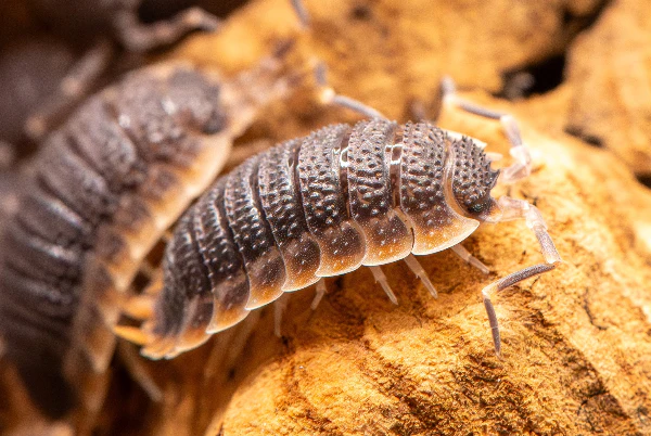 Supporting Cleaner Habitat Maintenance Through Reliable Isopods for Sale